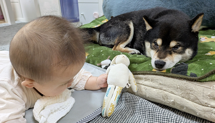柴犬と赤ちゃんの写真