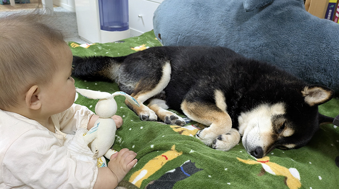 柴犬と赤ちゃんの写真