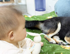 柴犬と赤ちゃんの写真