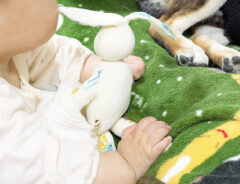 柴犬と赤ちゃんの写真