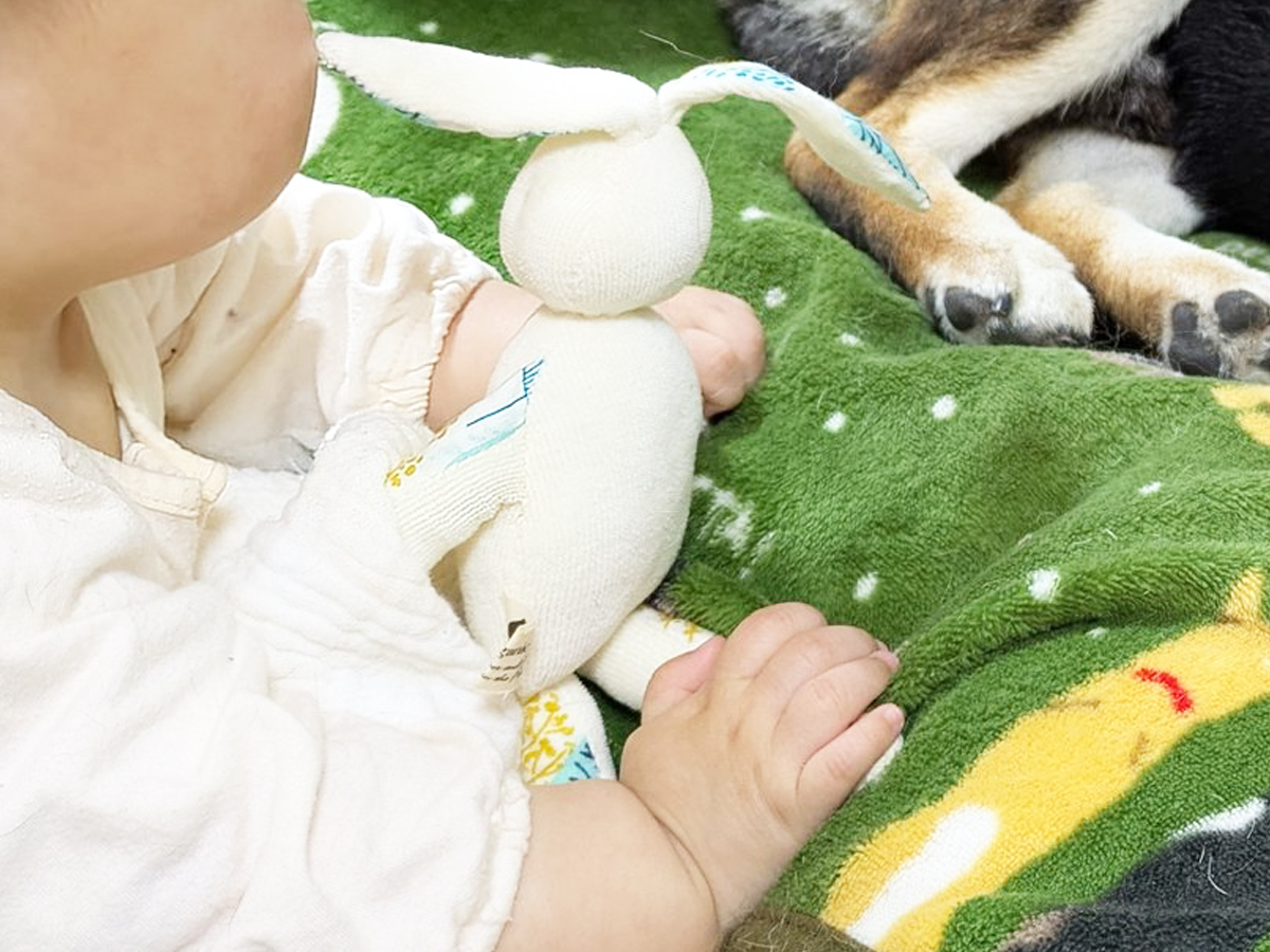 柴犬と赤ちゃんの写真