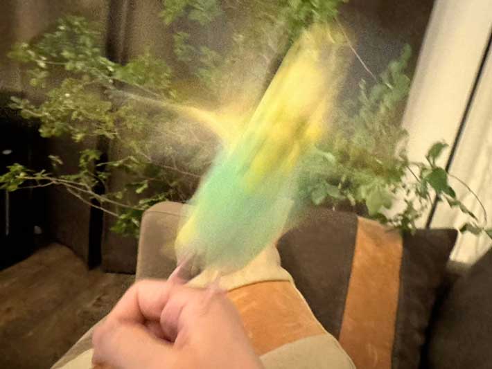 ブレているインコ