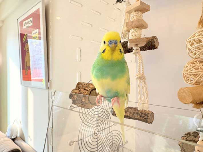 ブレていない時のインコ