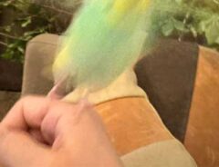 ブレているインコ