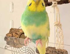 かわいらしいインコ