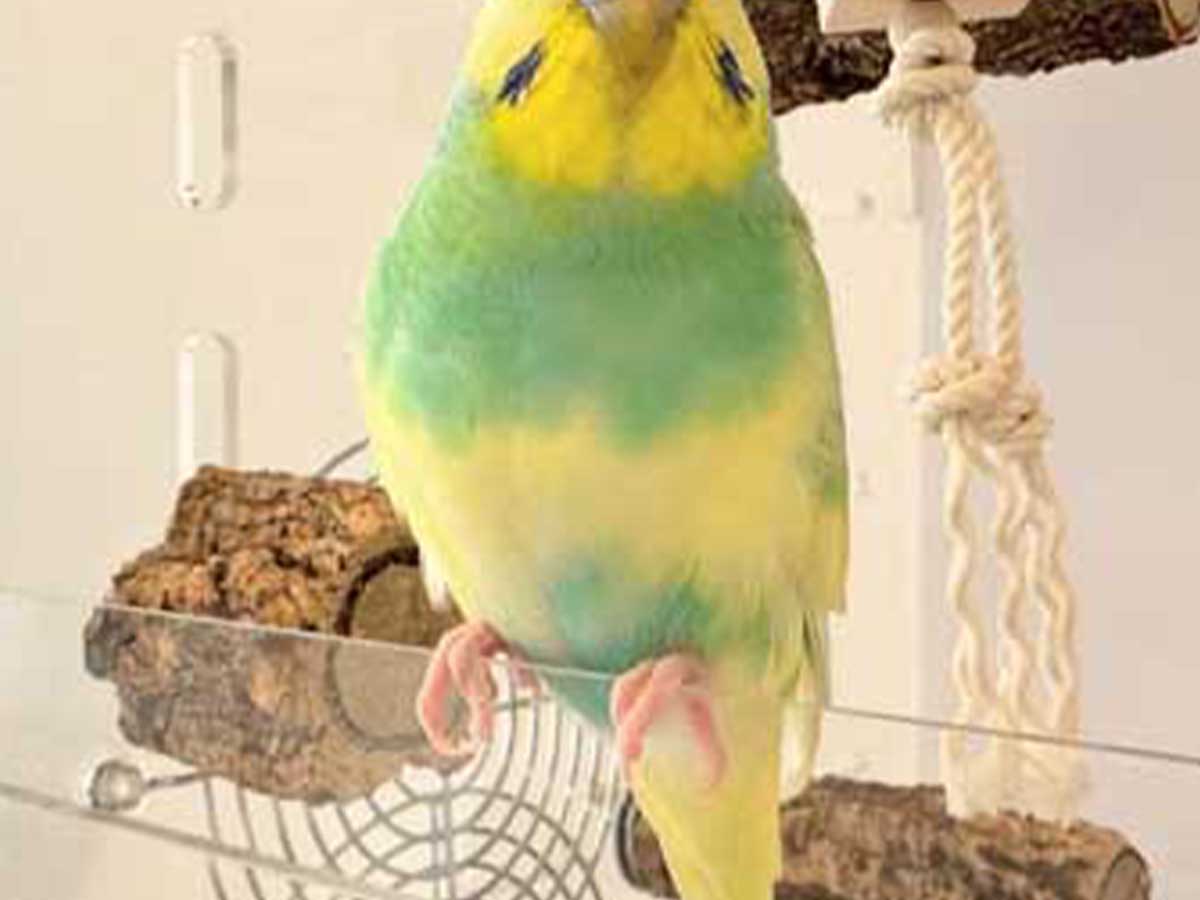 かわいらしいインコ