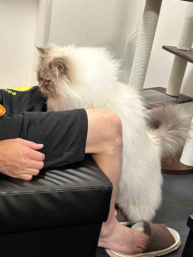 猫