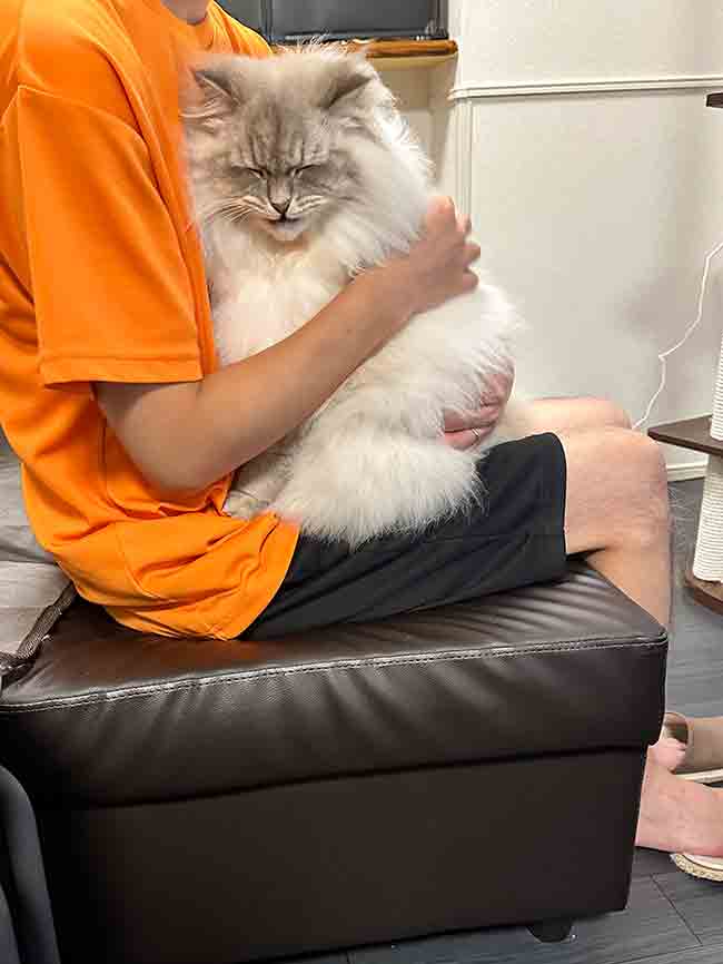 猫