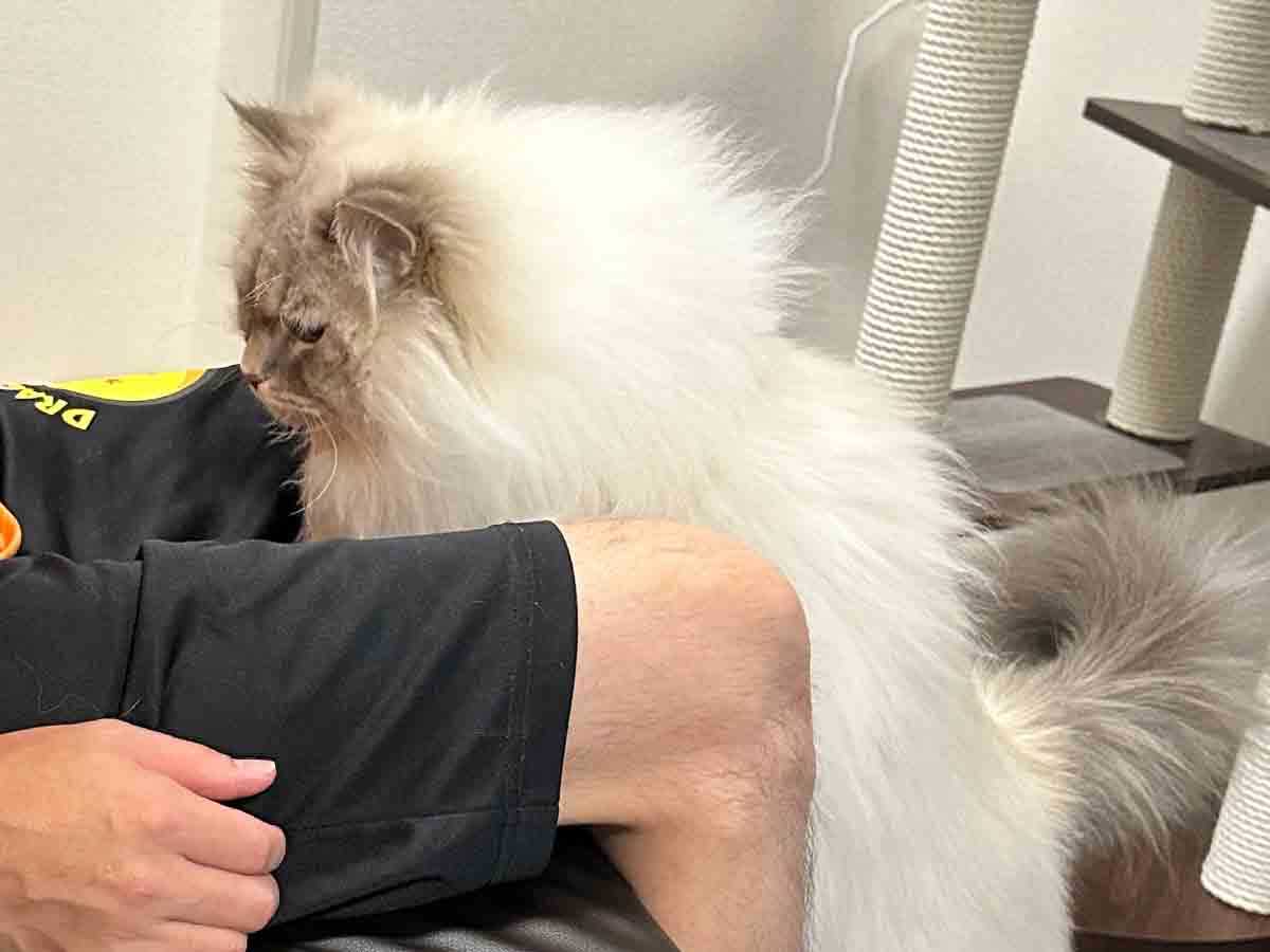 猫