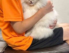 猫