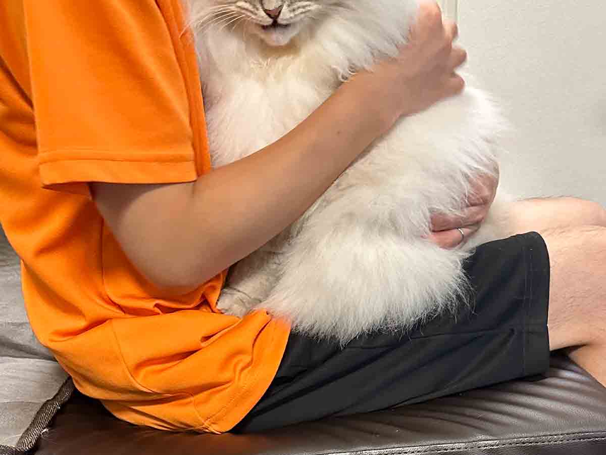 猫