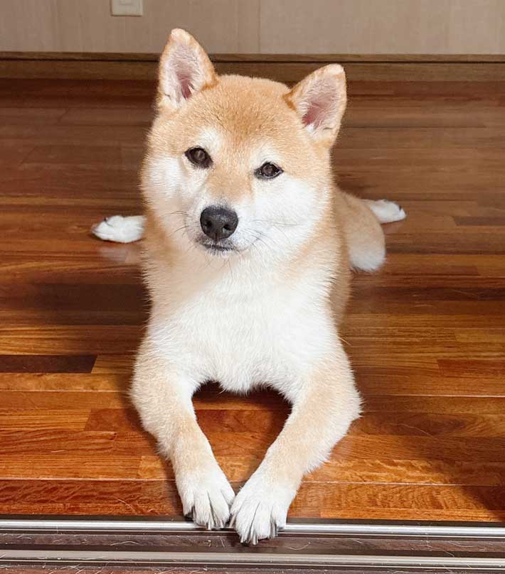 犬の画像
