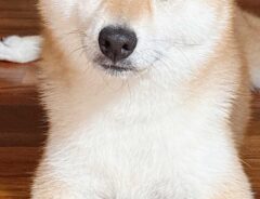 犬の画像