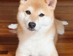 犬の画像