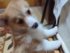 コーギーの子犬