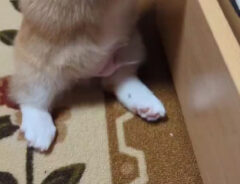コーギーの子犬