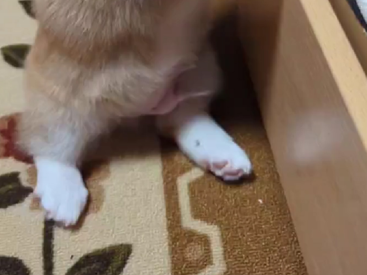 コーギーの子犬