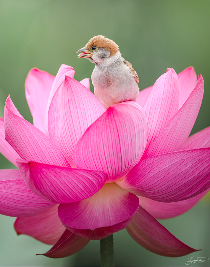 ハスの花の上にいるスズメ