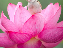 ハスの花の上にいるスズメ