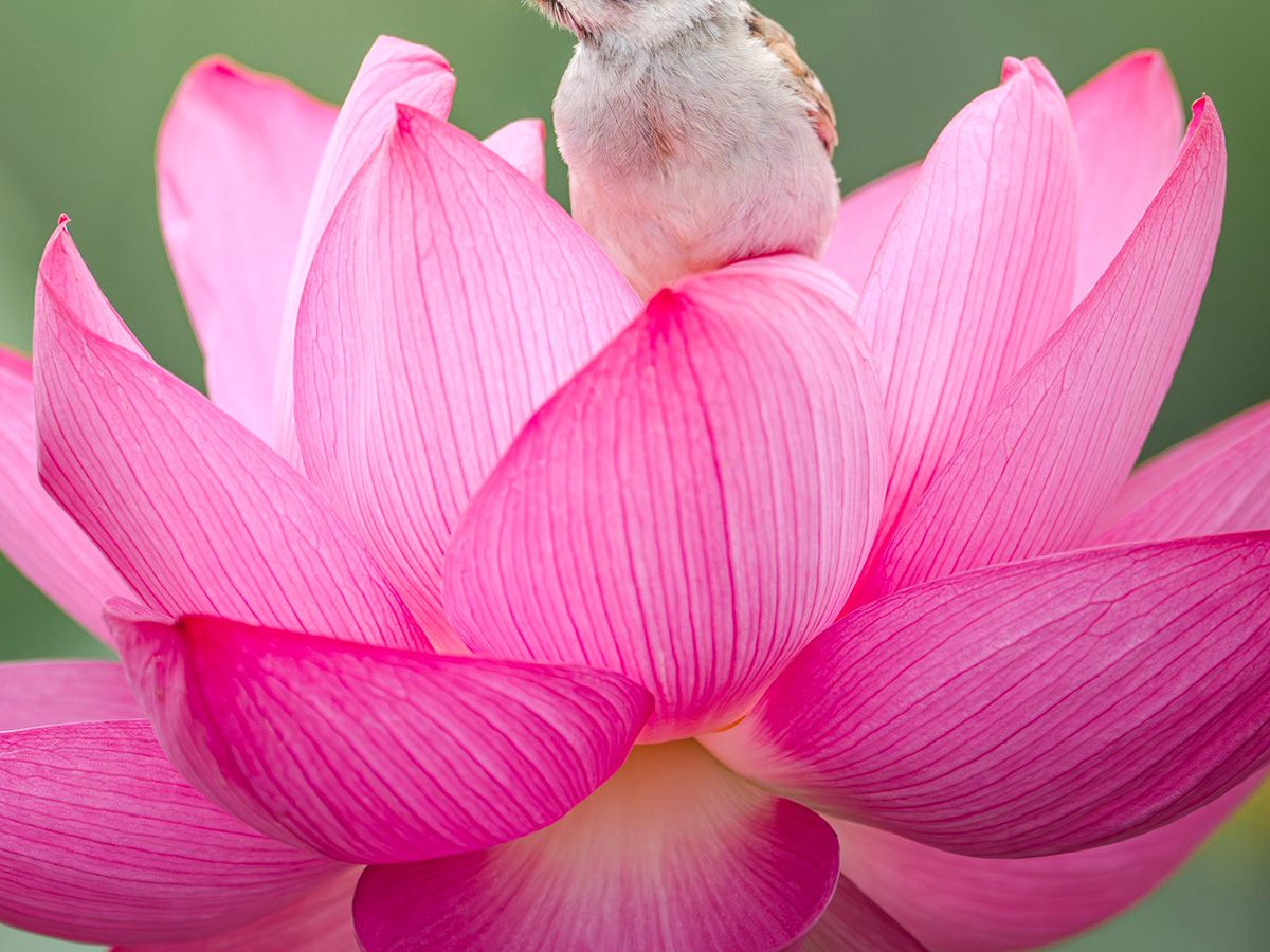 ハスの花の上にいるスズメ