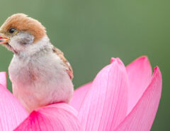 花の上にいるスズメ