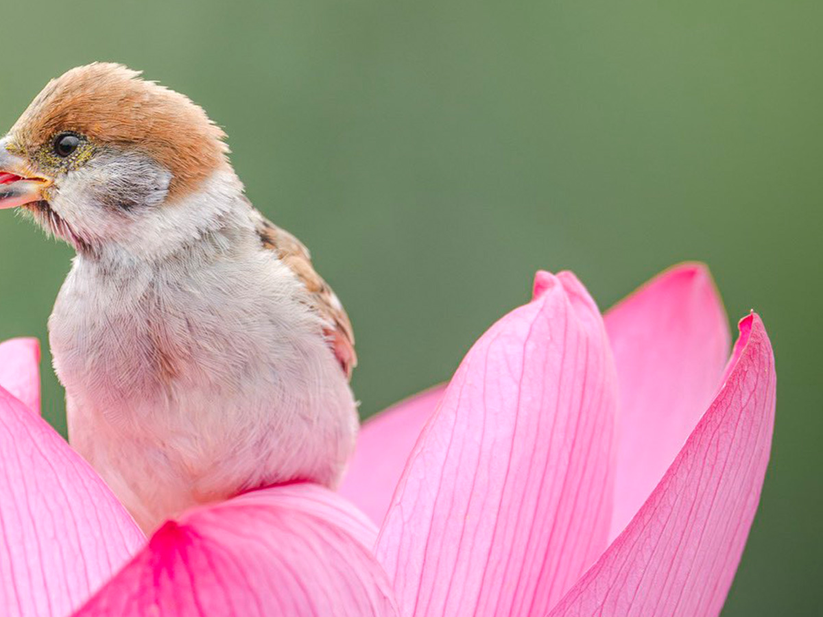 花の上にいるスズメ