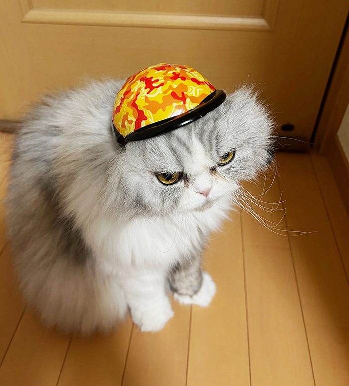 猫の写真