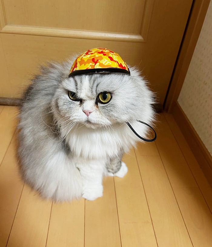 猫の写真