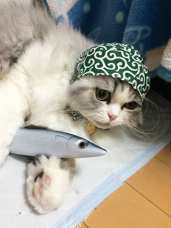猫の写真