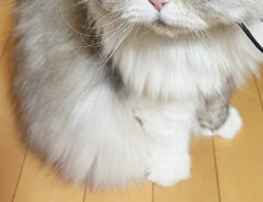 猫の写真
