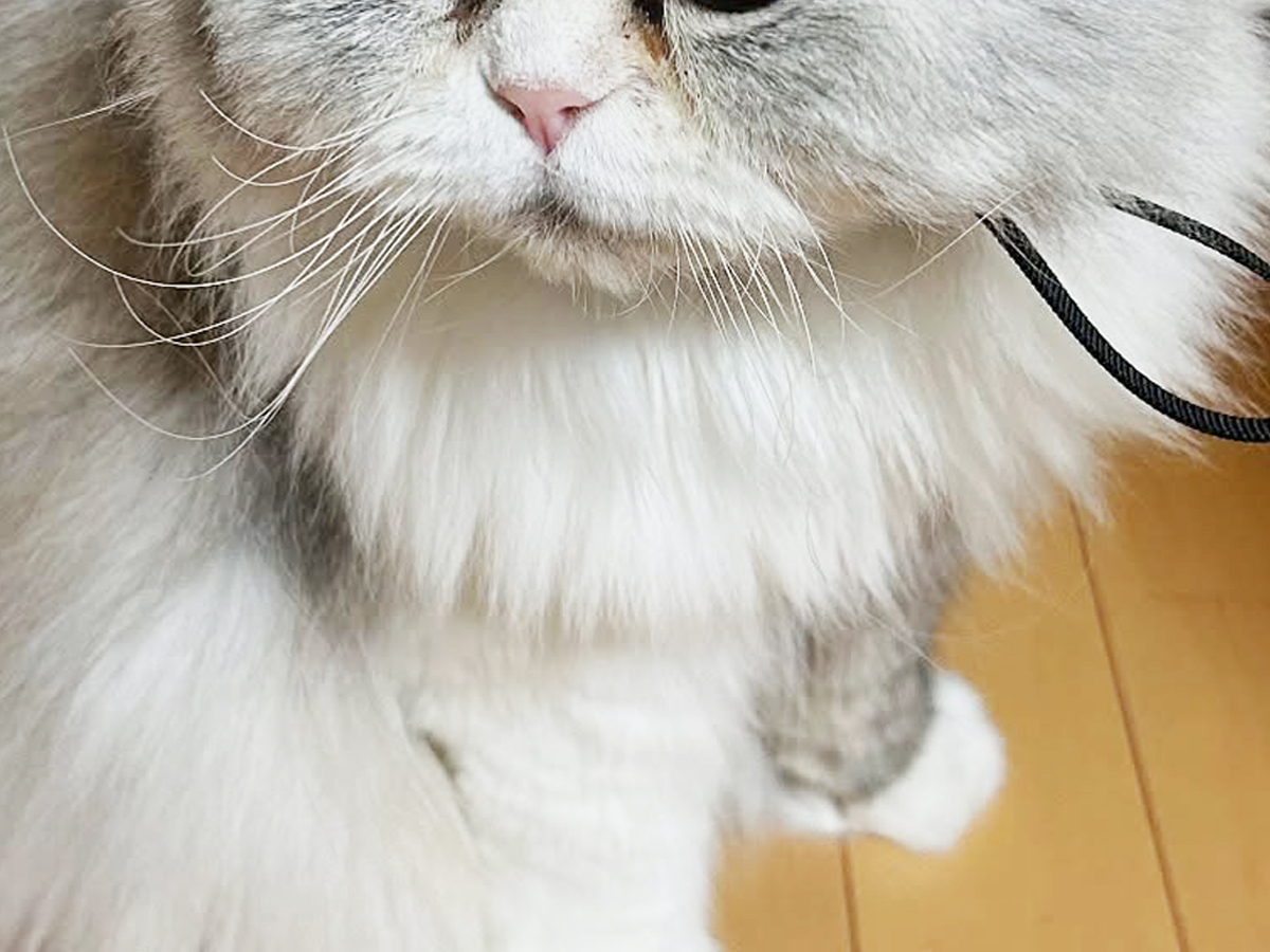 猫の写真