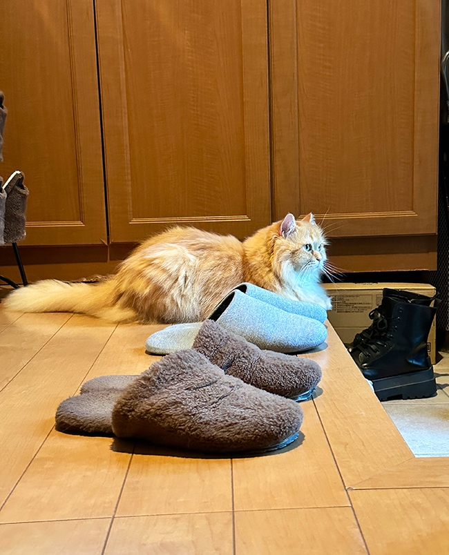 猫