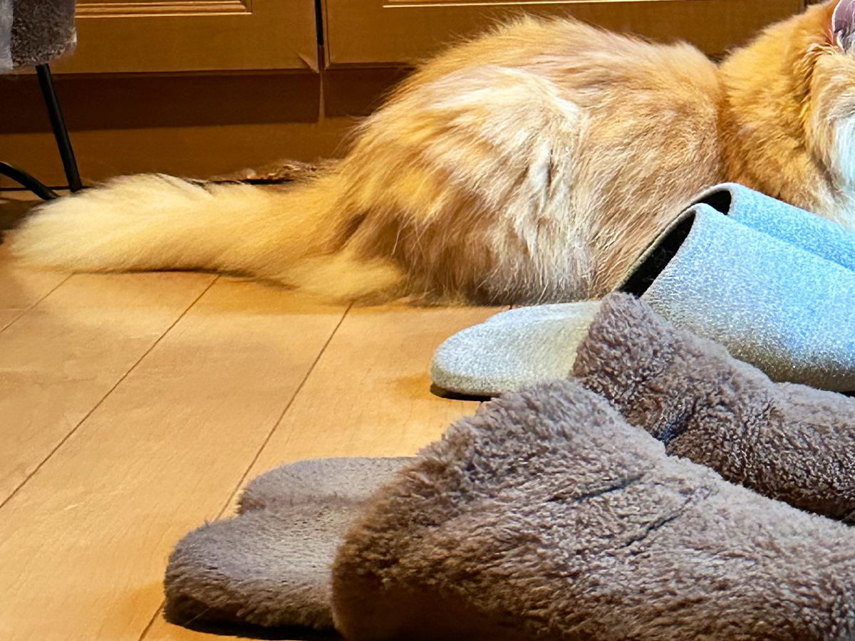 猫