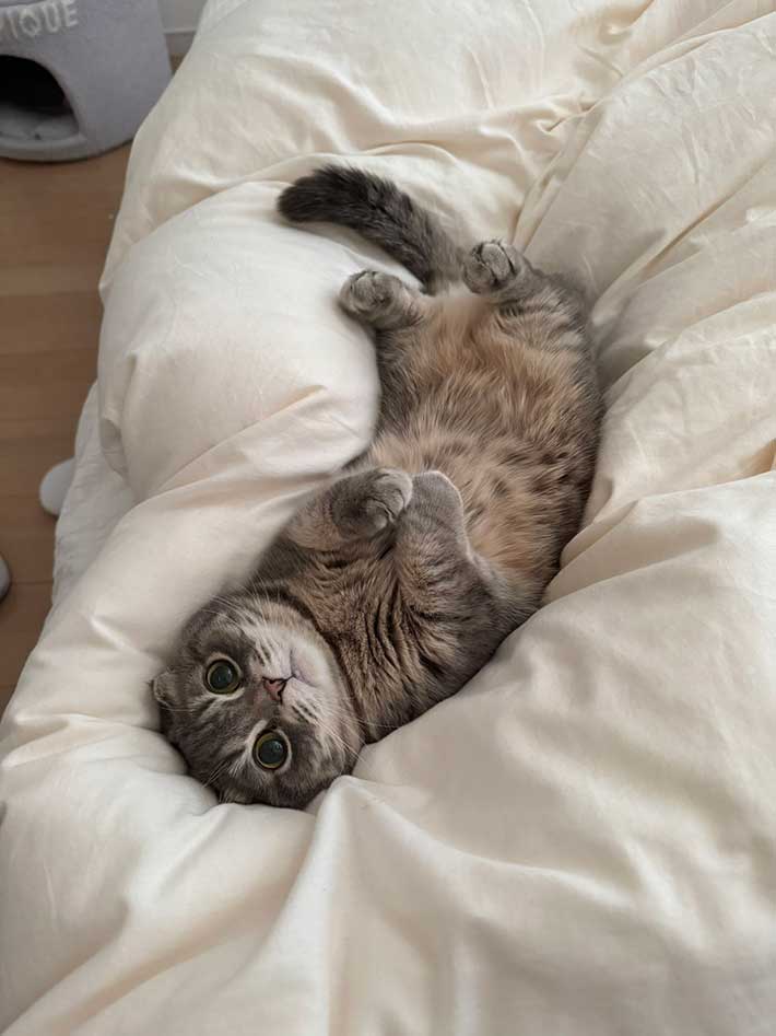 猫の写真