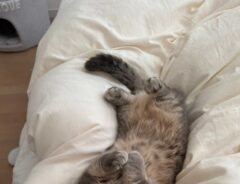 猫の写真