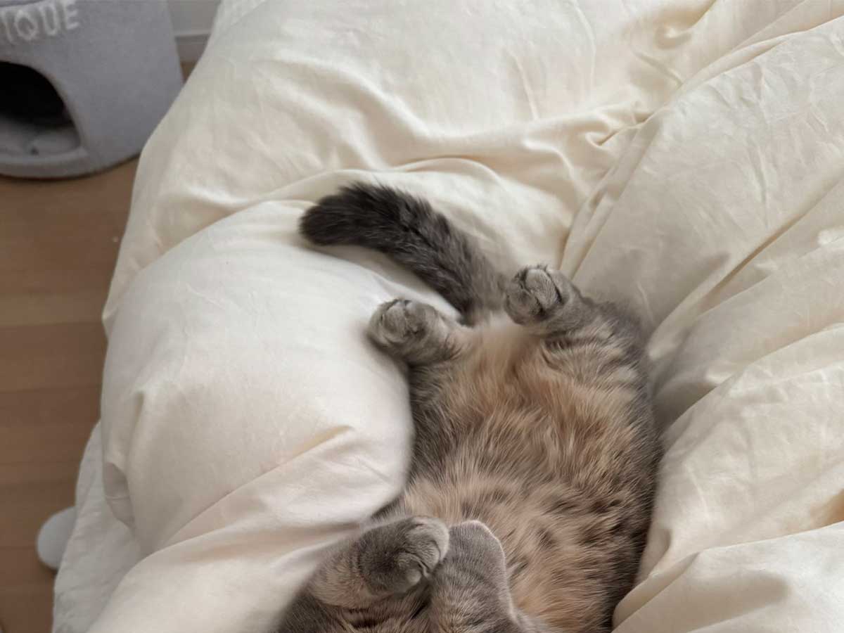 猫の写真