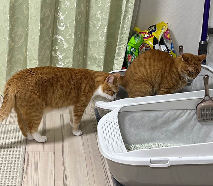 猫のクウちゃんとカイちゃん