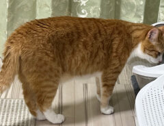猫のクウちゃんとカイちゃん