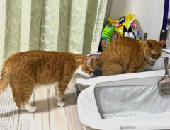 猫のクウちゃんとカイちゃん