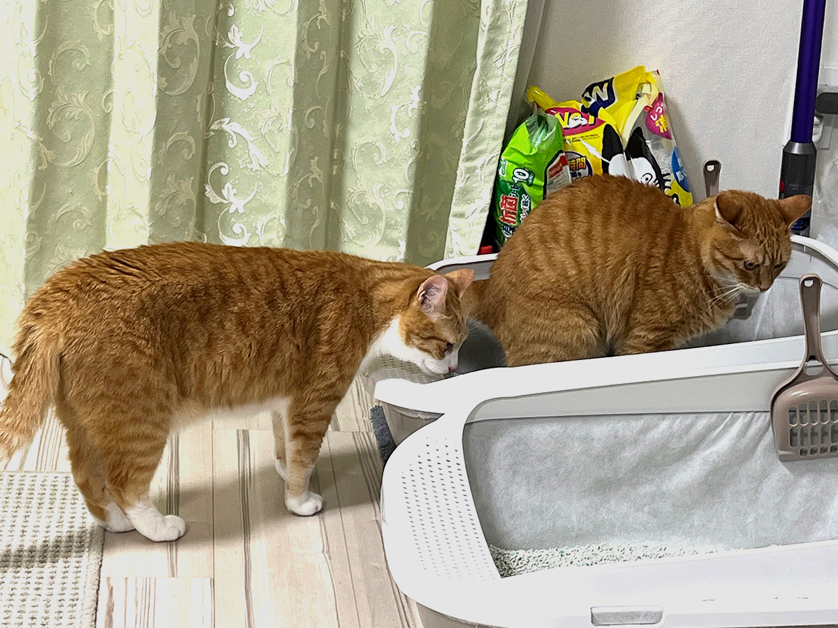 猫のクウちゃんとカイちゃん