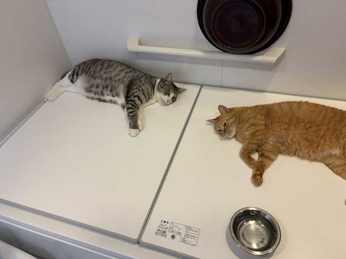 風呂蓋でくつろぐ猫