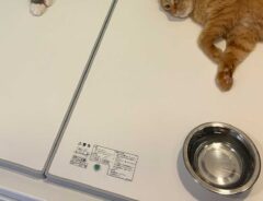 くつろぐ猫