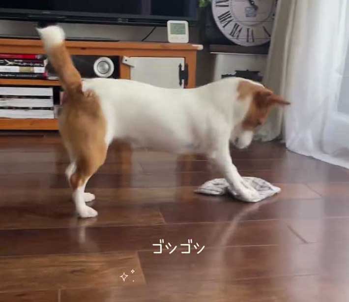 床掃除する犬