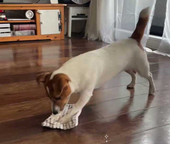 床掃除する犬