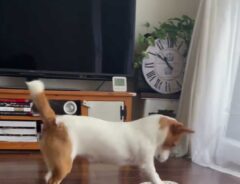 床掃除する犬