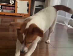 床掃除する犬