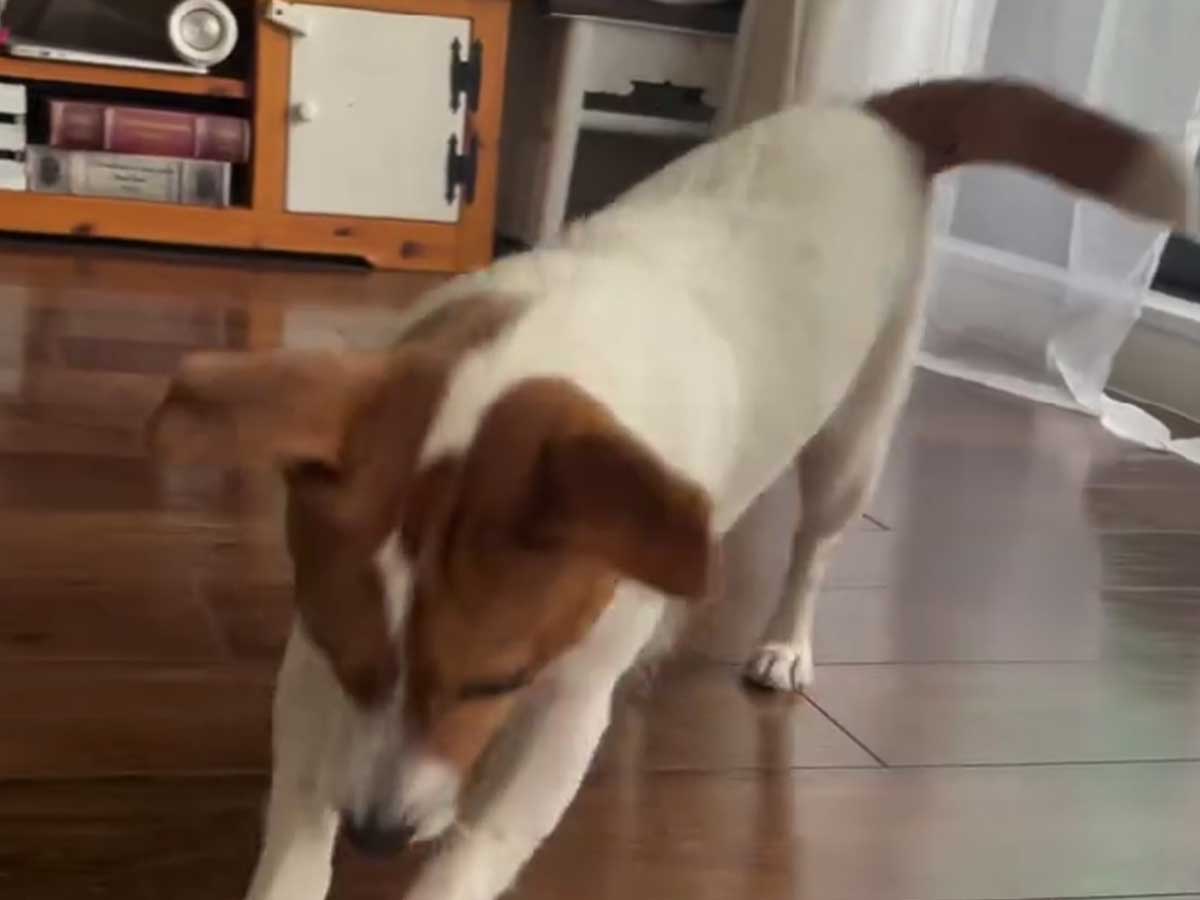 床掃除する犬