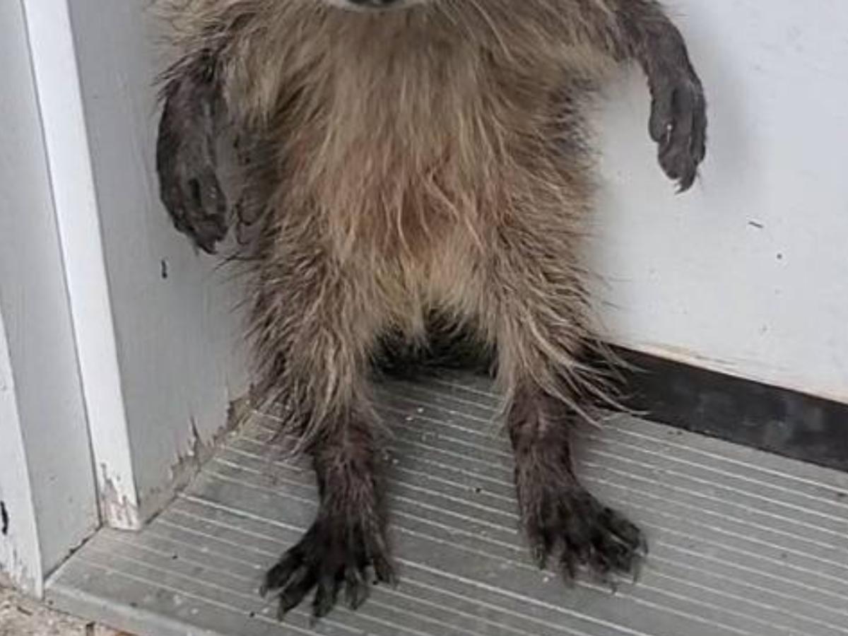 アライグマの赤ちゃんの写真