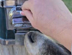 動物のエサの自動販売機とヤギの写真
