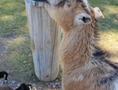 ヤギの写真